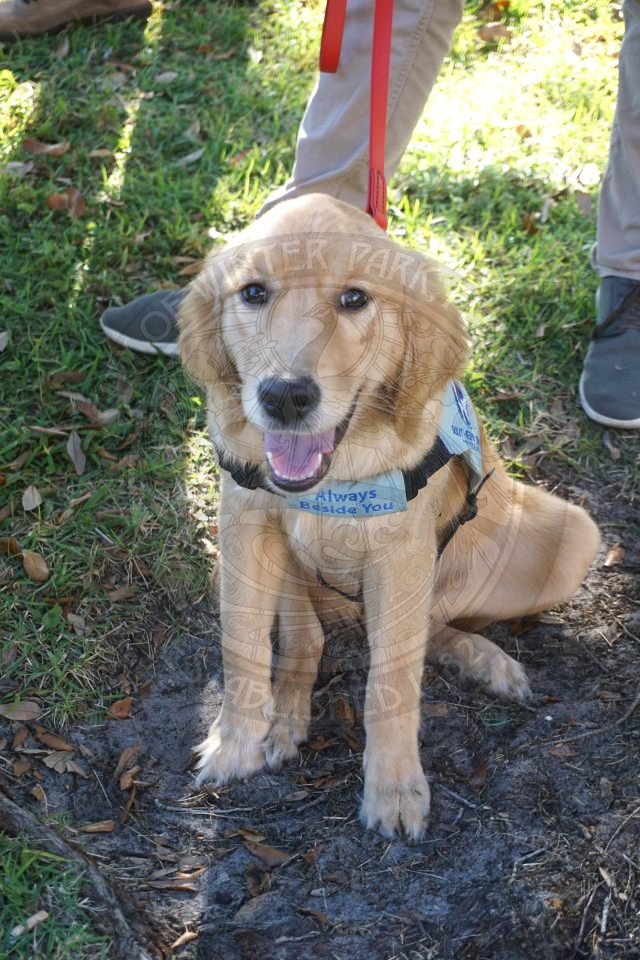 A golden retriever puppy sitting in grass panting.