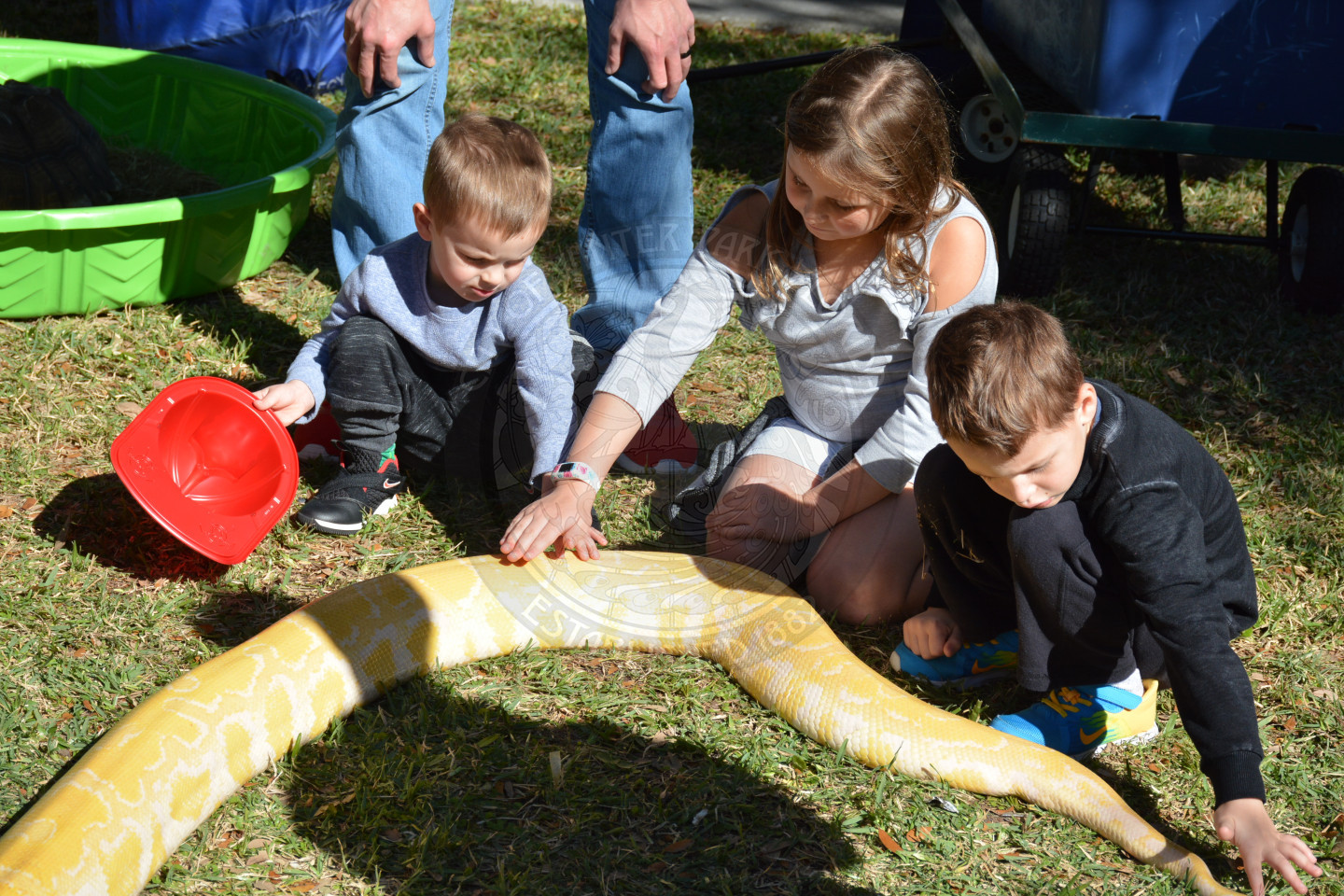 three children petting a very large albino python with adult supervision