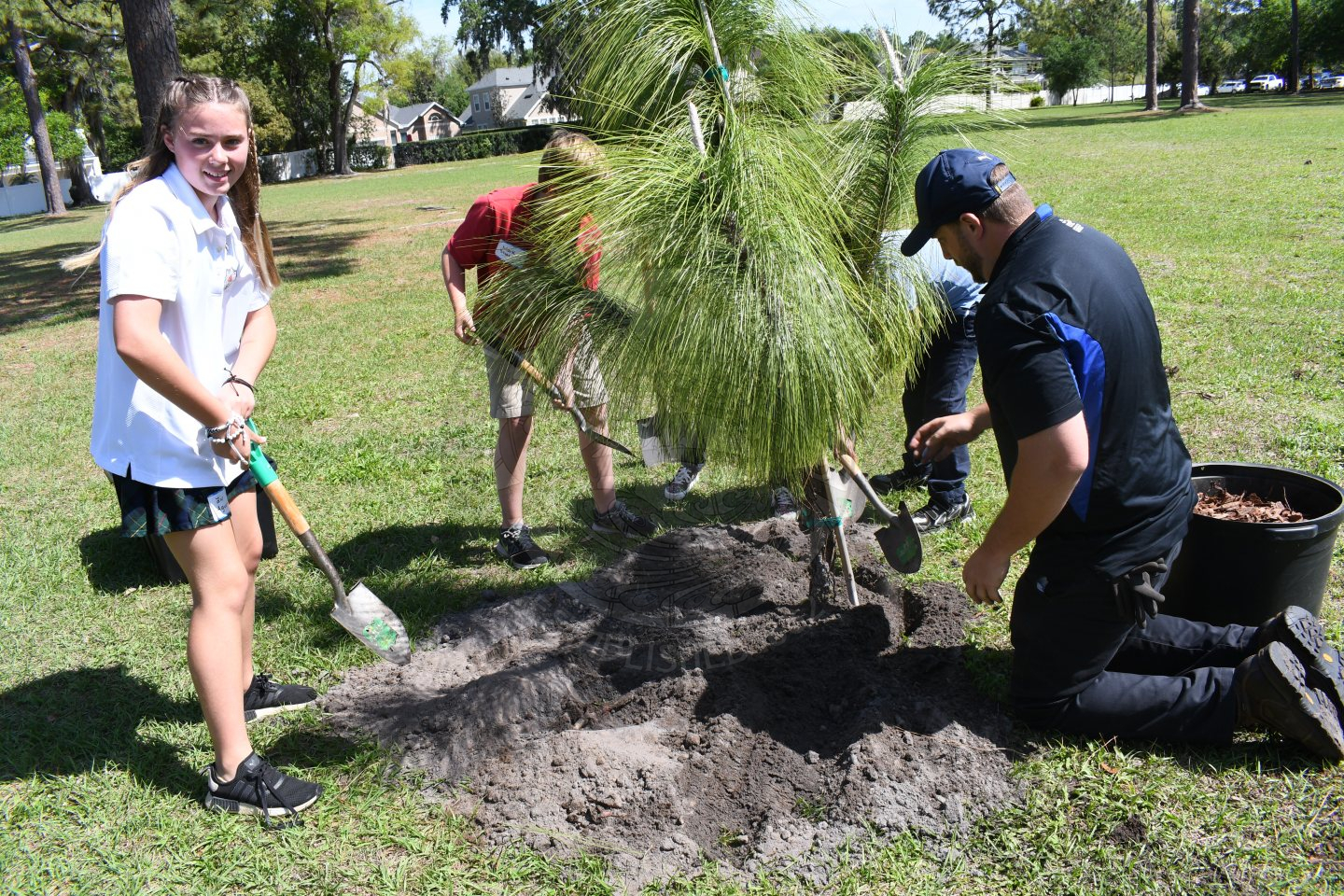 girl shoveling dirt next to the pine tree that is being planted