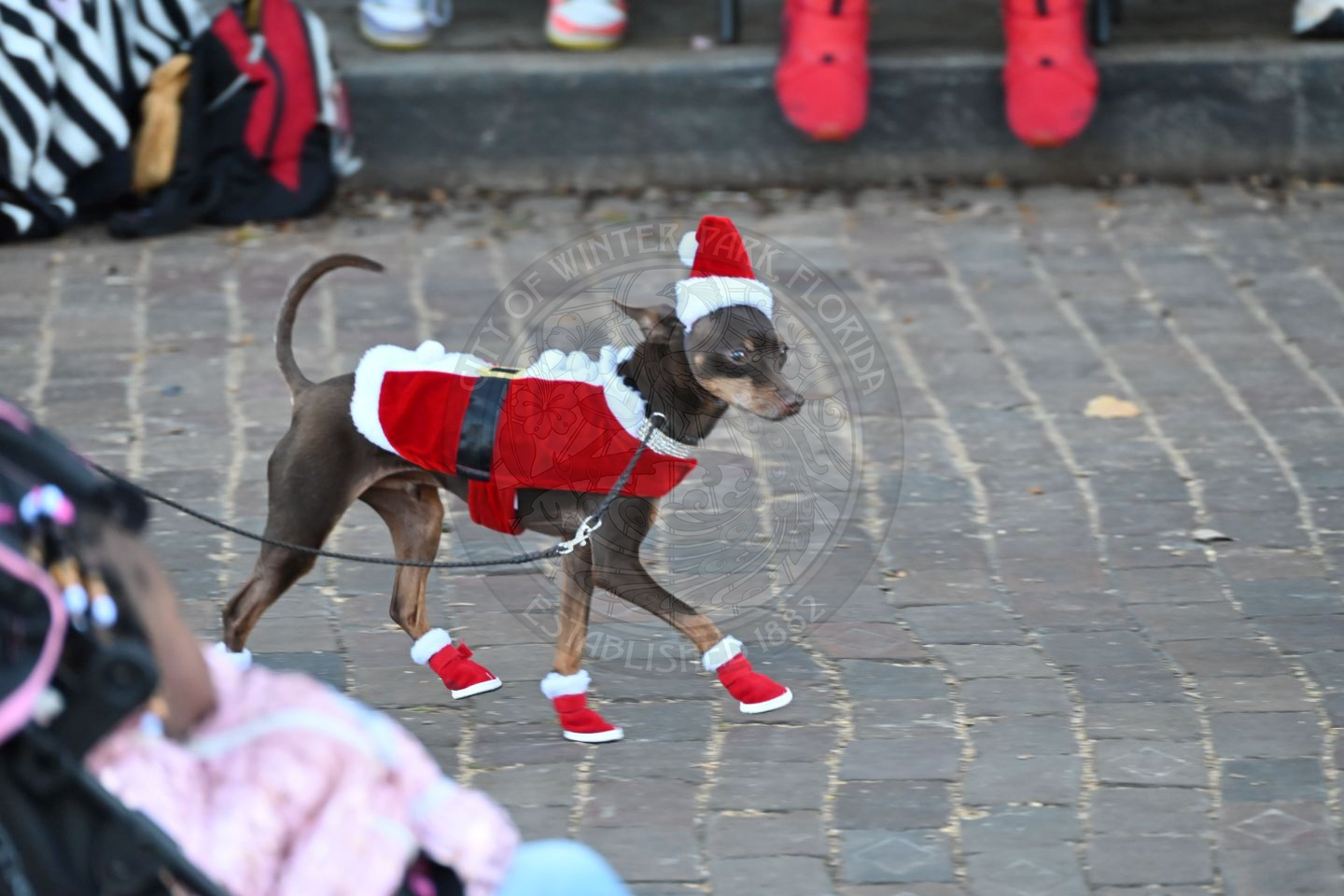 a dog dressed in santa outfit with santa boots and hat on.