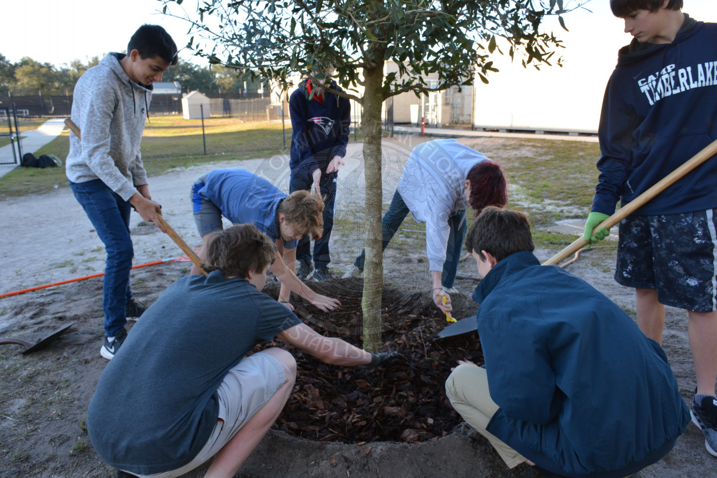 Four students patting the ground at the base of the tree and four other students standing with shovels helping add dirt