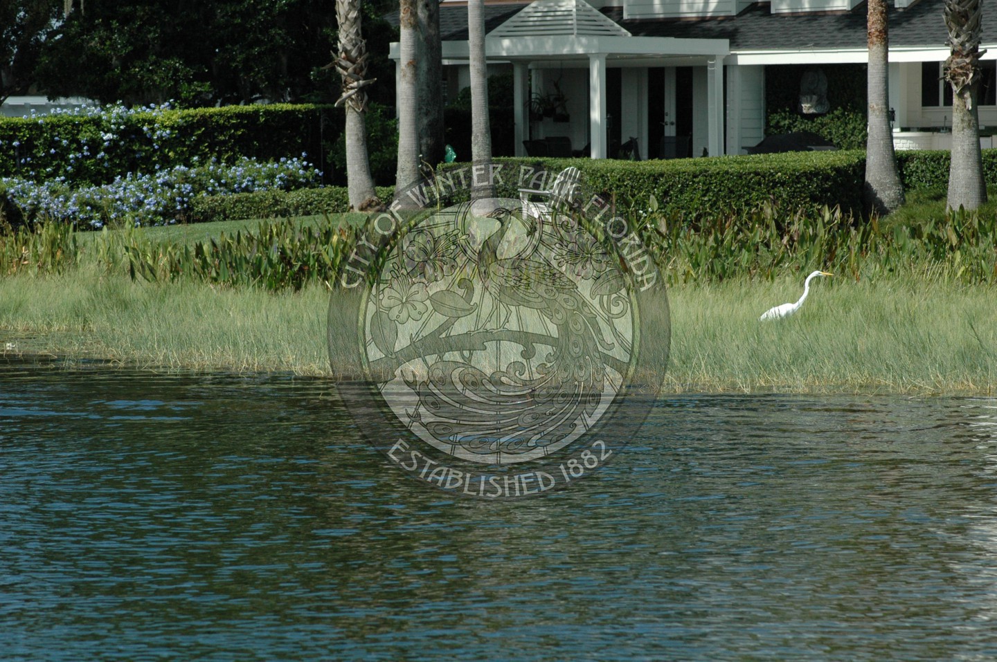 shoreline vegetation lakeside with an egret in the plants