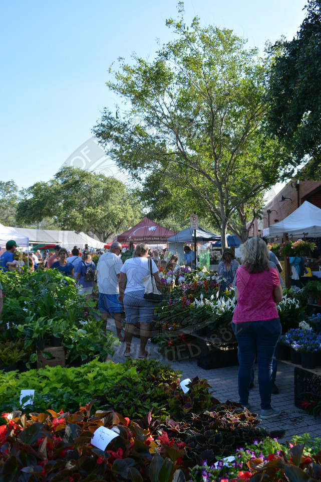 Event attendees shopping for potted plants at farmers' market