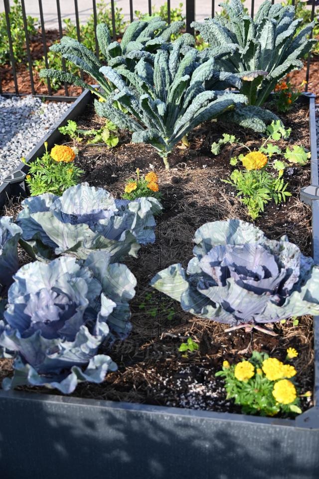 Raised garden bed with leafy kale, purple cabbages, and yellow marigold flowers growing in soil and mulch.