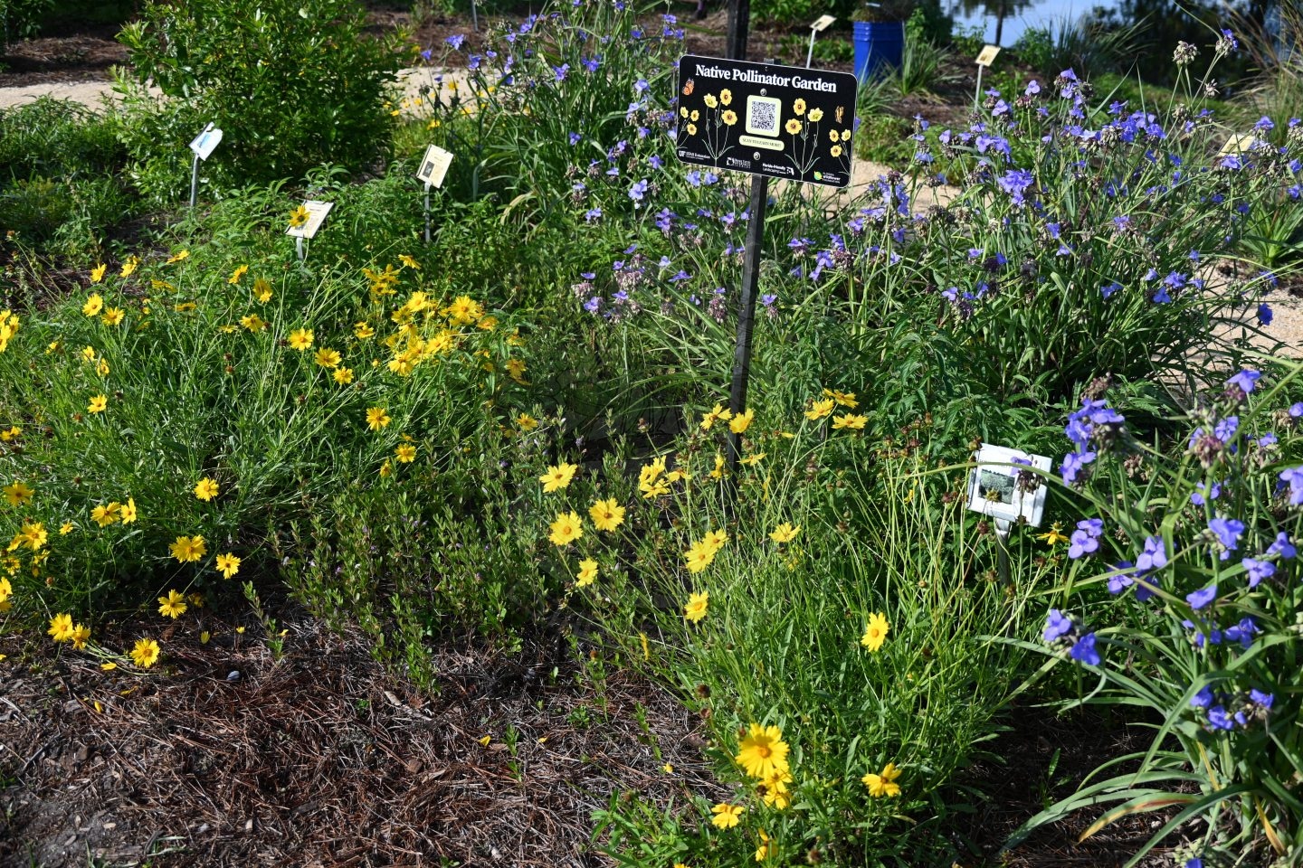 Yellow and purple wildflowers bloom in a garden labeled Native Pollinator Garden with informational signs.