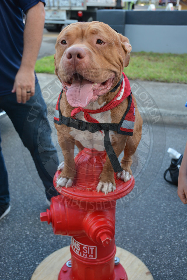 dog sitting on top of red fire hydrant