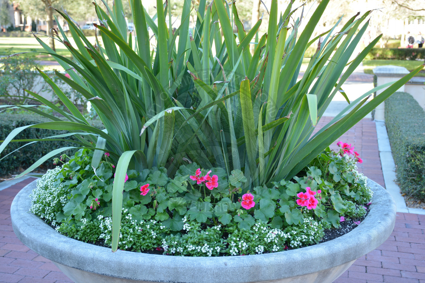 Lovely potted plant surrounding Knowles Chapel