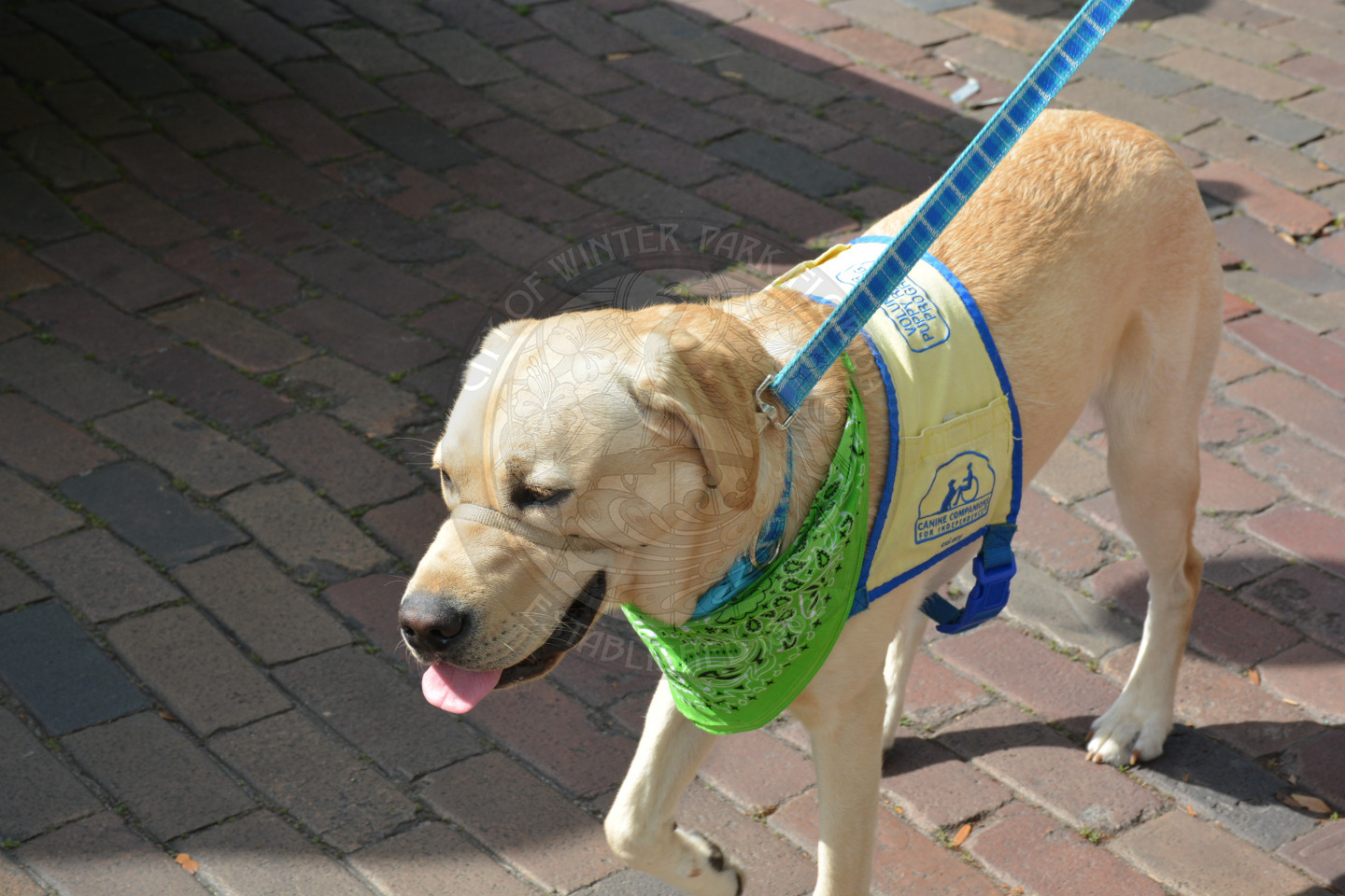 Beautiful Labrador Retriever dog walking with a leash