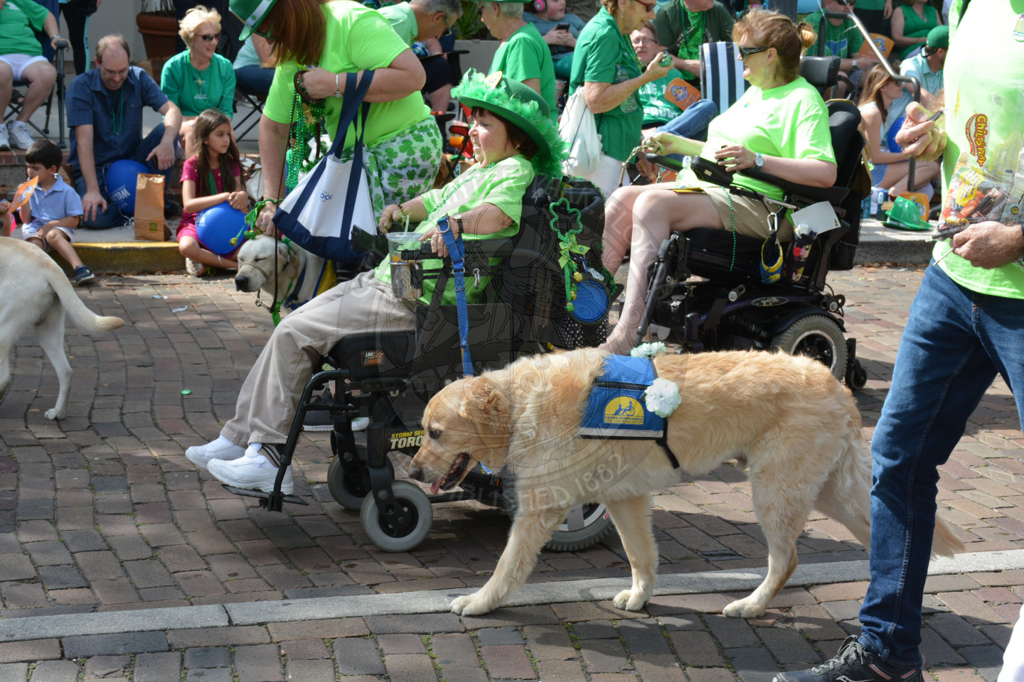 Canine Companions dog walking beside parade participants in wheel chairs
