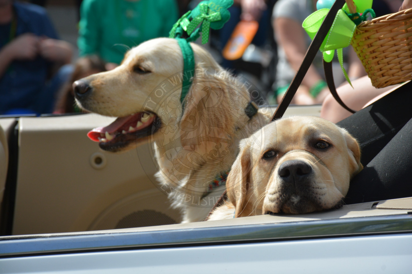 Two dogs inside vehicle. One dog is leaning on the window sill of the car and the other is looking ahead with his mouth open