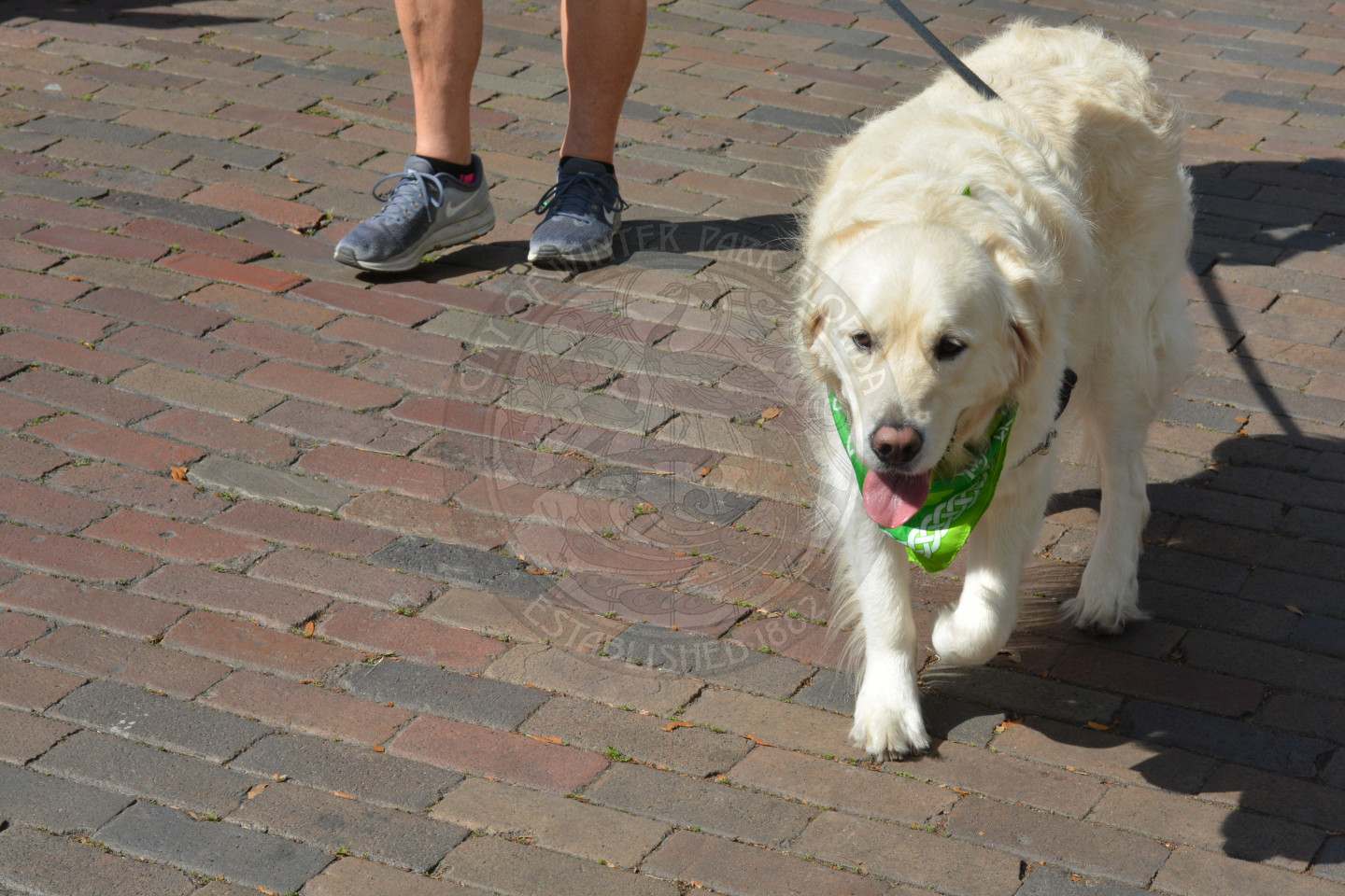 Light colored dog walking down parade route