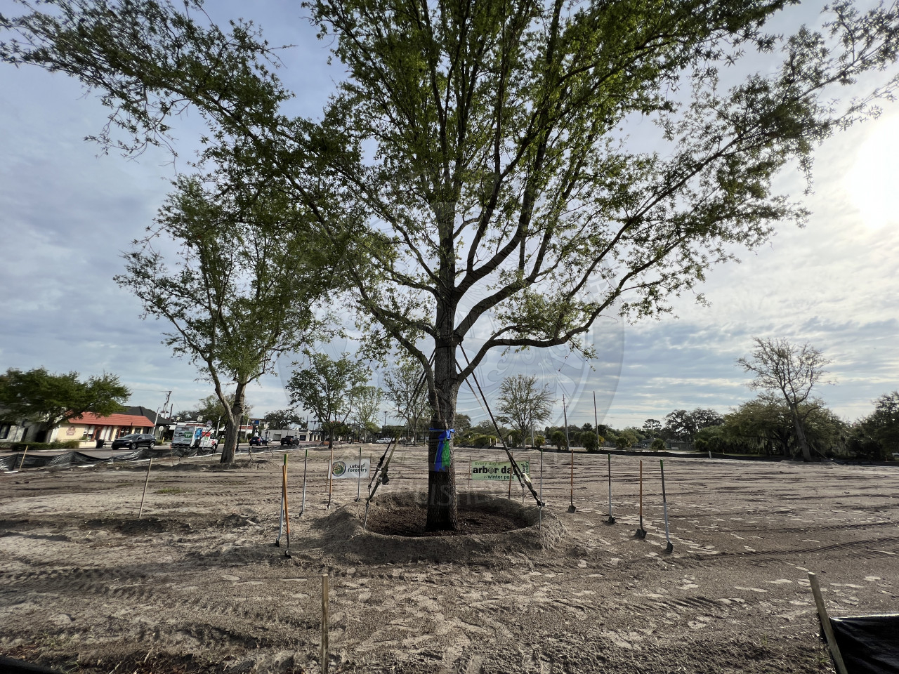 40 foot live oak tree