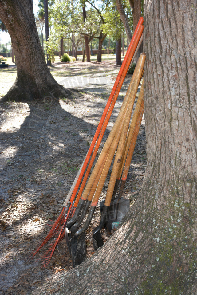 10 shovels placed beside a tree