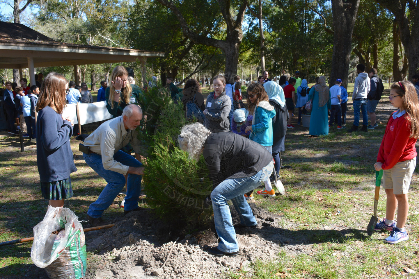 Two adults placing a small tree into a freshly dug hole for planting