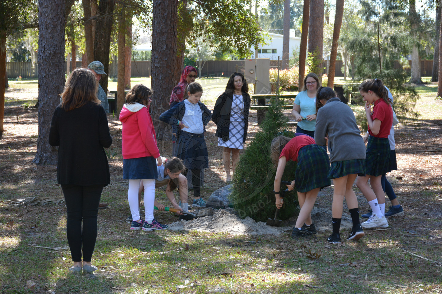 Students helping plant a new tree in a freshly dug hole