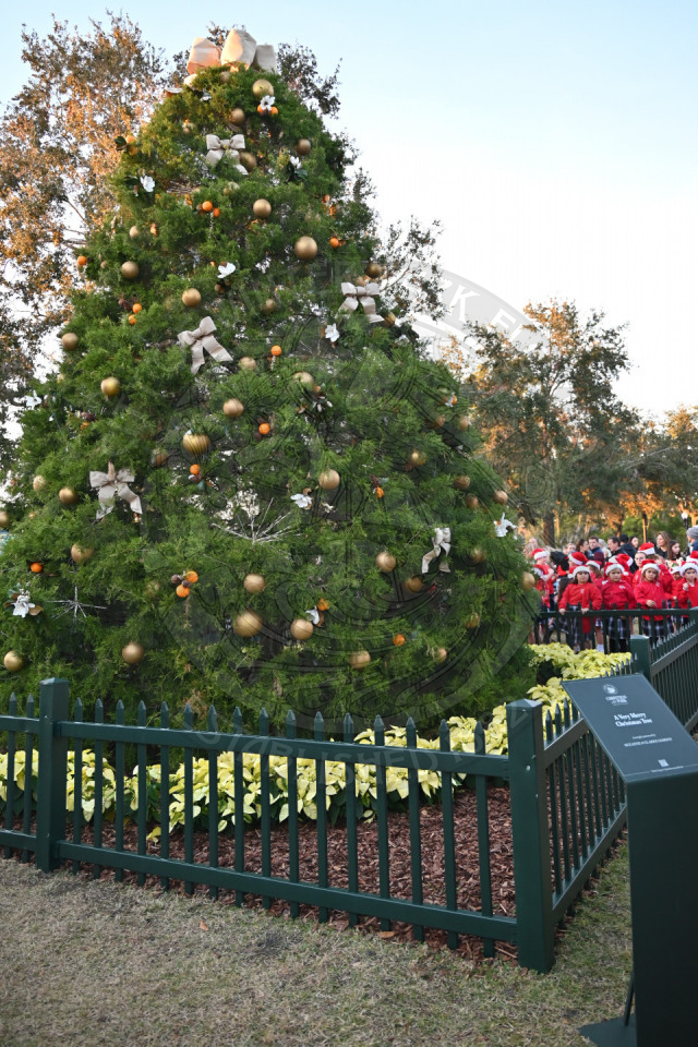 The christmas tree with ornaments on it in the daytime before the ceremony of the tree being lit.