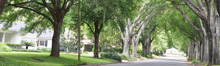 Tree Canopy on Winter Park street
