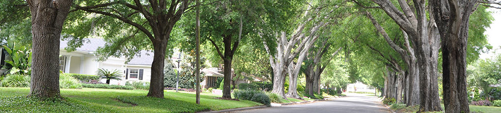 Tree Canopy on Winter Park street