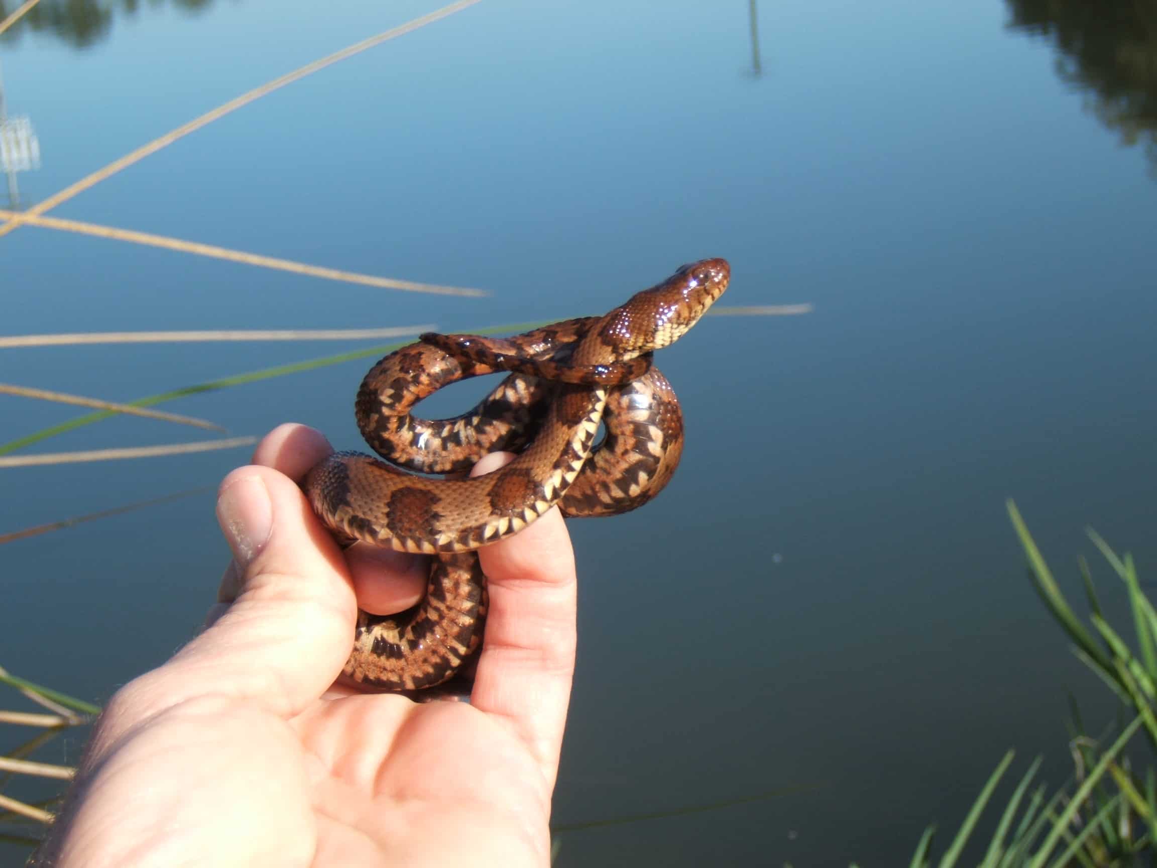 Water Snake