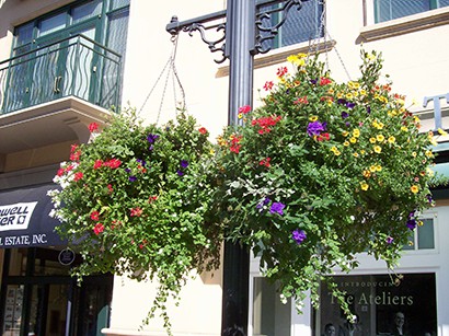 Hanging Flowers