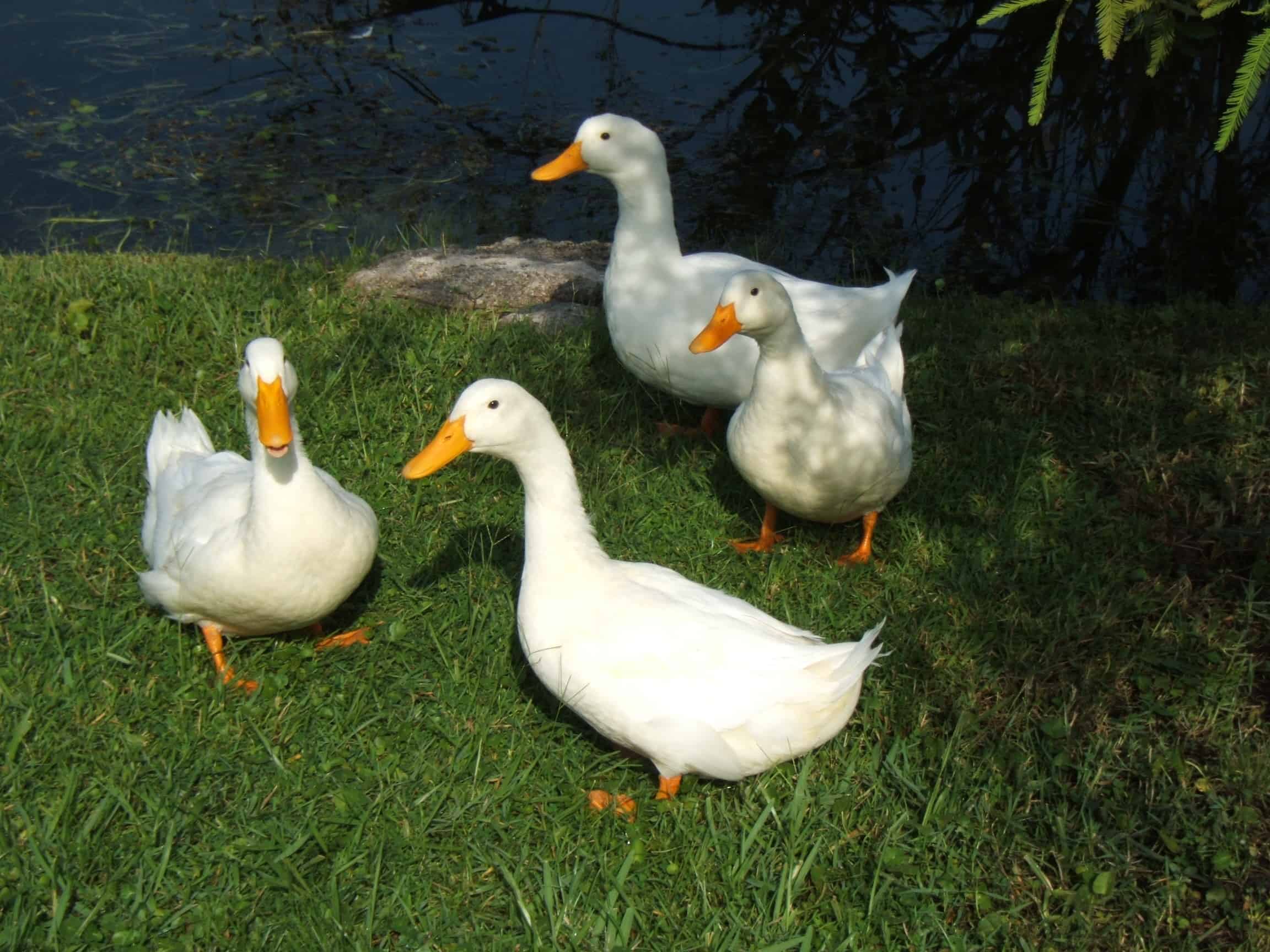 Pekin Ducks