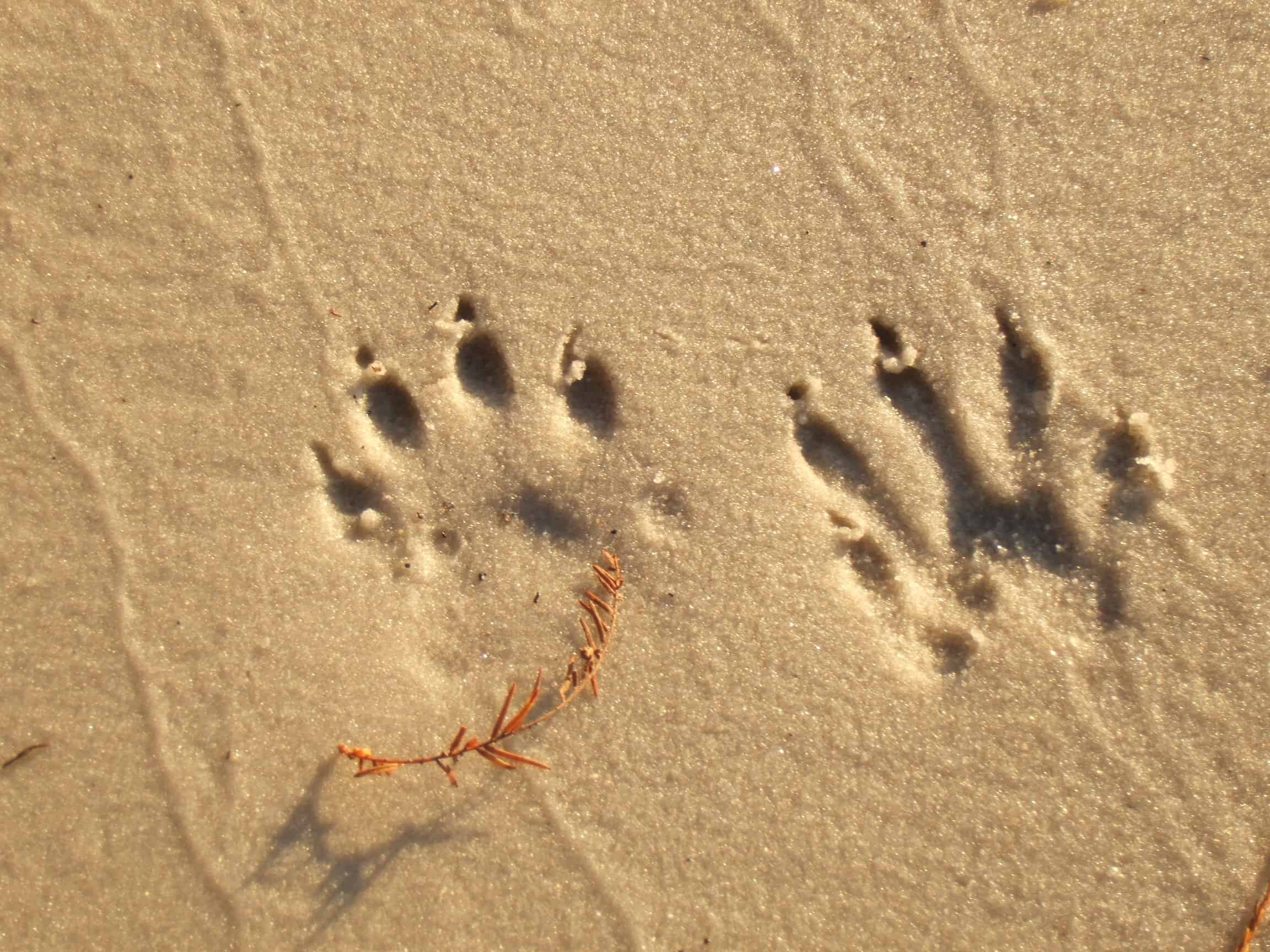 Paw prints