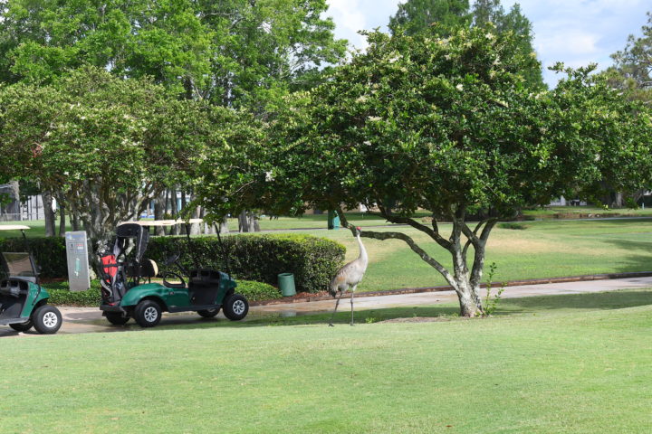 Golf cart on the path of a golf course with a a bird in the field