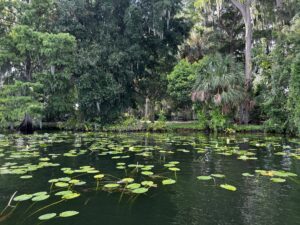 body of water with lily pads, and weeds