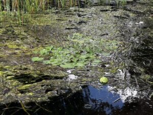 body of water with algae, lily pads, and weeds
