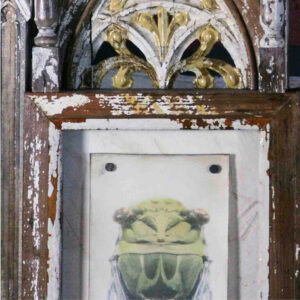 a head of cicada on a wooden frame that has age and wear.