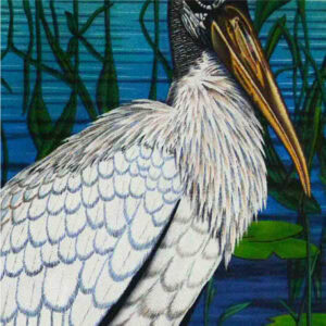 a woodstork birds body with water and lily pads behind it.