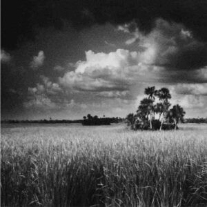 a zoomed in version of a black and white photo that is of tall grass stalks with a group of trees in the back right.