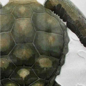 a zoomed in print of a turtles shell with part of his front leg.