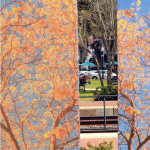 A zoomed in image of double-sided panels that have an image of yellow flowering taebuia trees against a blue sky. In the middle of the panels is a view of a park with benches behind them.