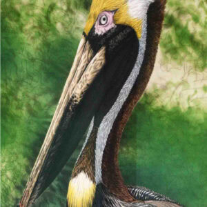 Brown and white woodpecker perched on a tree branch in Winter Park, Florida, with lush green foliage in the background.