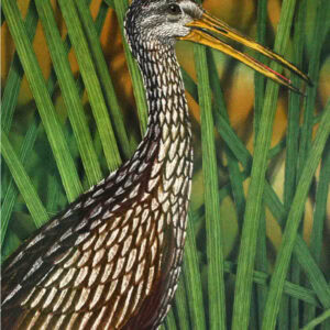 Field heron resting among tall green grass in Winter Park, Florida, showcasing local wildlife and natural beauty.