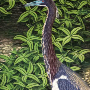 Colorful heron standing among lush green foliage in Winter Park, Florida, showcasing the city's local wildlife and natural attractions.