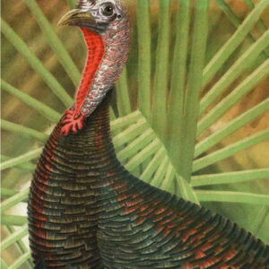 Turkey with colorful feathers in front of green palm leaves, displaying a natural habitat in Winter Park, Florida, showcasing local wildlife and outdoor beauty for tourism and environmental preservation.