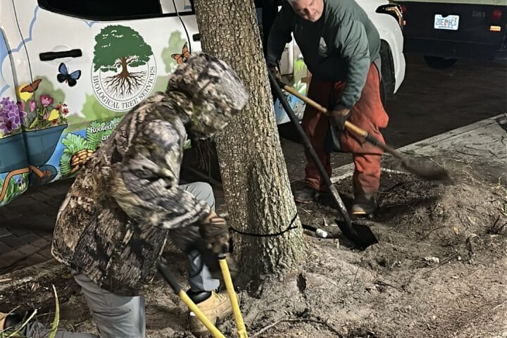 Two workers digging something up next to a tree. One kneels at the base of the tree using hand tools while another shovels dirt nearby. A white tree service truck is parked behind them.